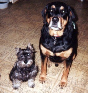 Cody and Willie - Wayne - Copy