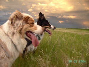 Zack and Strider - Kathy - Copy