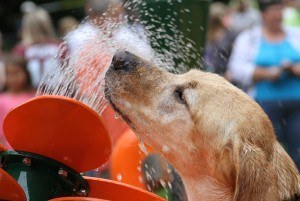 beneful-dream-dog-park-fountain-2012