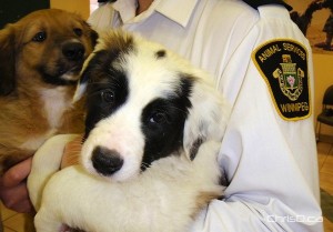 City of Winnipeg Animal Services Agency – A Dog's Best Friend! | Kilcona  Park Dog Club