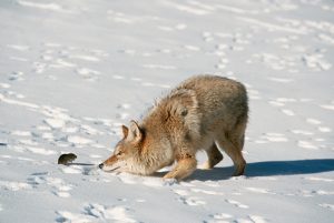 Coyote Playing With Captured Vole