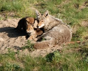coyote-mom-pups-yellowstone-1024x833